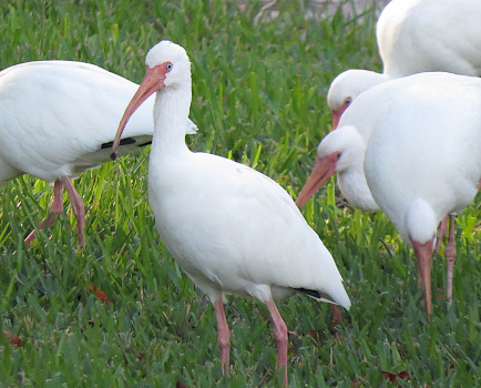 [One ibis stands in the grass in the center of the photo looking toward the camera. Three others aer bent towards the grass with one of those also appearing to see the camera.]